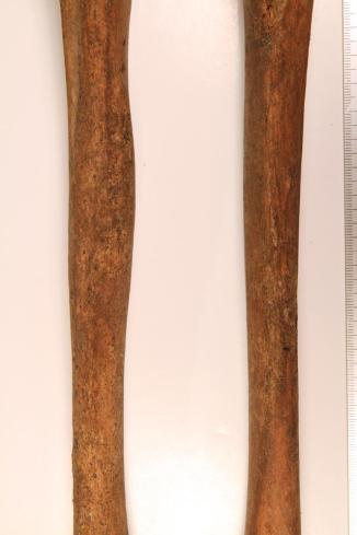 Senaatintorin luututkimusten tuloksia