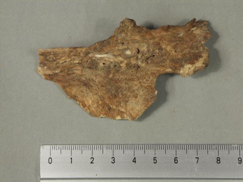 Senaatintorin luututkimusten tuloksia