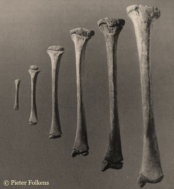 Lasten luustoiän määrittämisestä