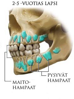 Lasten luustoiän määrityksestä