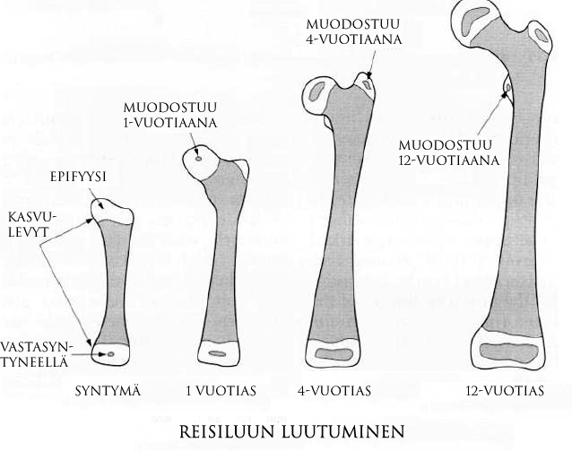 Kaavio reisiluun kehityksestä eri ikävaiheissa.