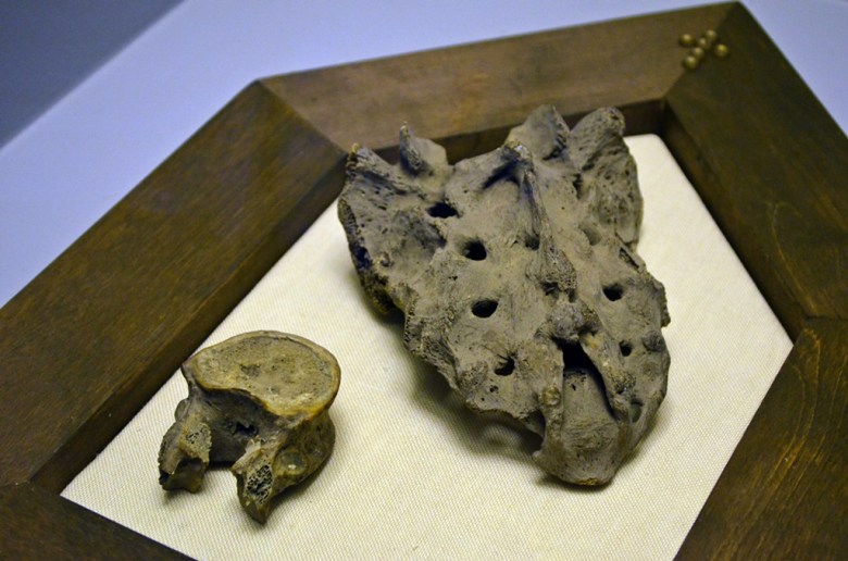 Nikama ja ristiluu Turun tuomiokirkota. Analyysitulosten mukaan luut ajoittuvat 1000-1100 -luvuille, ja ne on yleensä liitetty Pyhään Henrikiin. Kuva: Ulla Moilanen