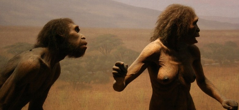 Homo erectus -rekonstruktioita. KNM-ER 1808:n luusto saattaa osoittaa, että altruismilla on miljoonien vuosien historia, sillä yksilö ei olisi voinut elää ilman huolenpitoa. Kuva: Sarah Pilliard/Flickr CC.