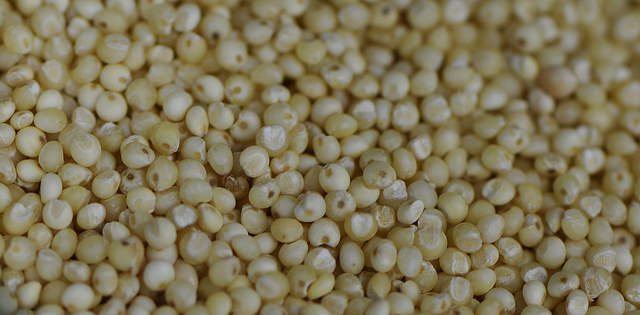 Hirssin jyviä. Kuva: MPhotographe/Flickr CC. 