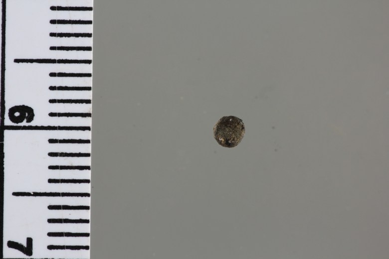 Pyöreä hopeamurkula. Kuva: J. Mujunen.