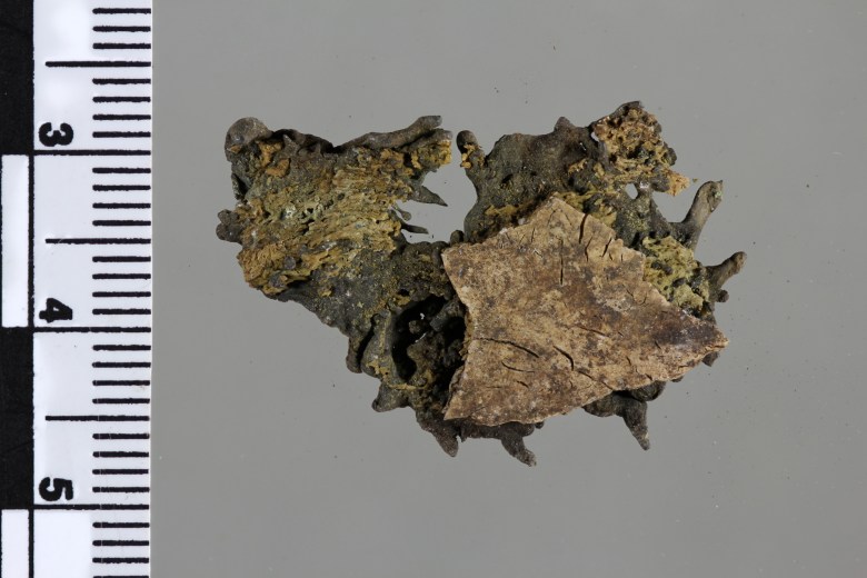 Yksi isoimmista pronssimurkuloista kallon luun päälle sulaneena. Kuva: J. Mujunen.