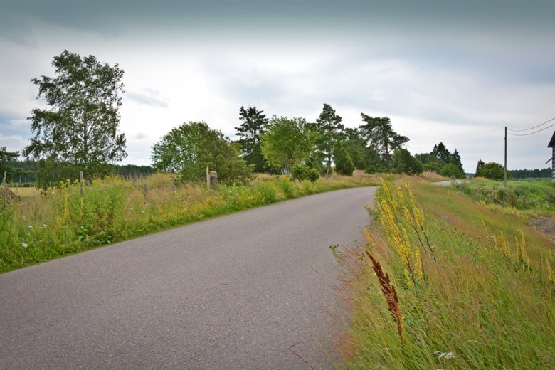 Laitilan Untamalan vanhaa kylänraittia ja taustalla kohoava Myllymäki: Tien laidalla kasvava keltainen kukka on tulikukka. Se viihtyy usein paikoilla, joiden lähistöllä on ollut rautakautista ihmistoimintaa. Kuva: U. Moilanen.