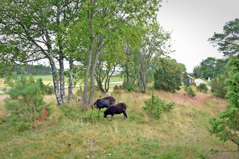 Lampaat muinaisjäännöksen hoitajina Untamalan Myllymäellä. Kuva: U. Moilanen.