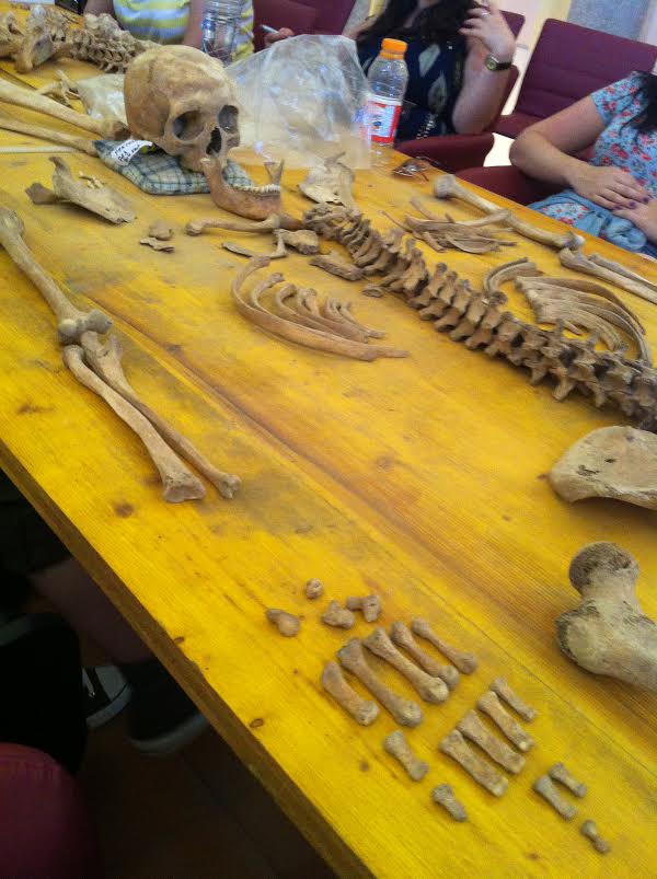 Kurssilaisten kokoama luuranko. Kuva: Emmi Oksanen.