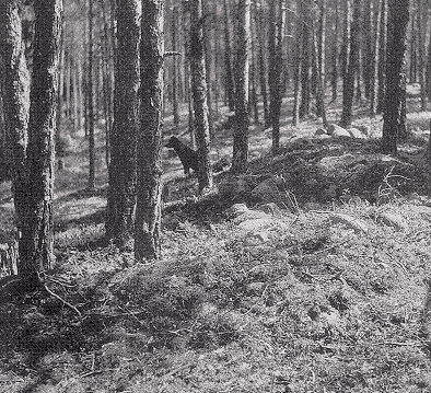 Itäisellä Suomenlahdella sijaitsevan Lavansaaren Suursuonmäen röykkiöt on ajoitettu rautakauden alkuun. Niistä on löytynyt merkkejä tuohesta valmistetuista hautauurnista. Kuva: Sakari Pälsi 1930. 