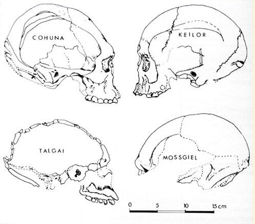 Miesten kalloja eri löytöpaikoista. Cohunan kallon otsaa on luultavasti tarkoituksella muovattu. 