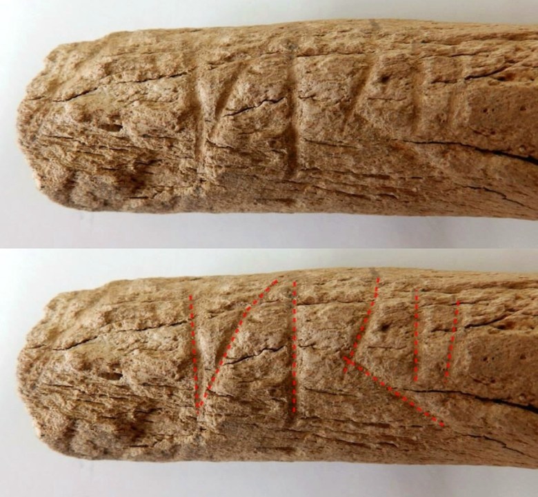 Pälkäneen kaiverrettu reisiluu ja selvimmin erottuvat viivat vahvistettuna. Kuva: Ulla Moilanen.