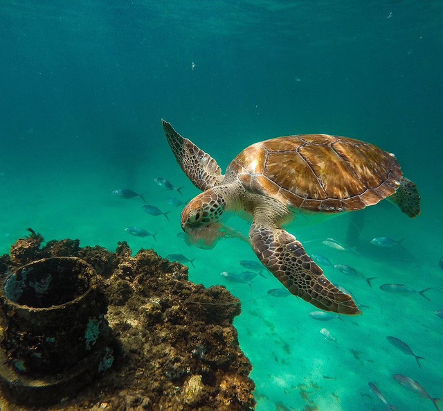 DNA-tutkimuksen mukaan lihanpala ei ole peräisin esihistoriallisesta eläimestä vaan liemikilpikonnasta. Kuva: John Starrett/CC.