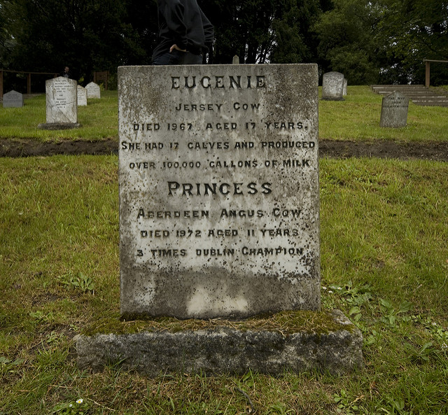 Irlannissa Powerscourt Estaten eläinten hautausmaalle on haudattu tilan eläimiä. Kuvassa kahden lehmän hautakivi. Kuva: William Murphy/Flickr CC.