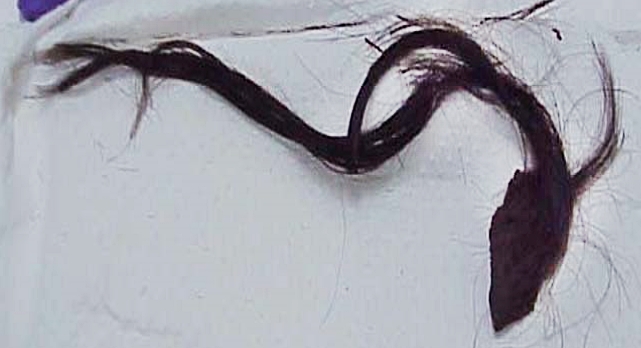 Perulaiselta muumiolta otettu hiusnäyte. (Kuva: Bergfield 2007, fig. 3).