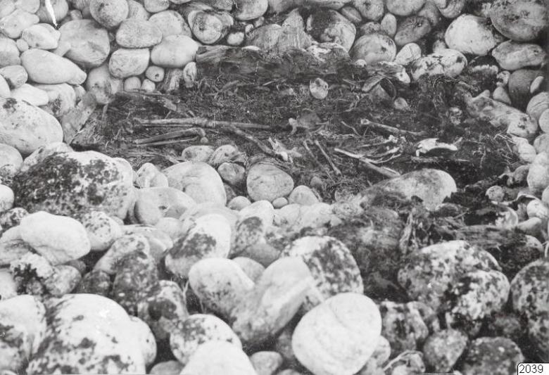 Kivihaudan kaivausta vuonna 1908 Finnmarkin Kjøøyalla. Kuva Oslon yliopiston anatomisen instituutin arkistoista. (Kringla, CC).