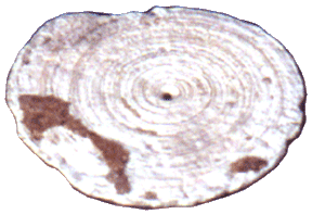 Duyongin vainajan pään vierestä löytynyt rei'itetty simpukkaesine. Kuva: National Museum of Philippines.