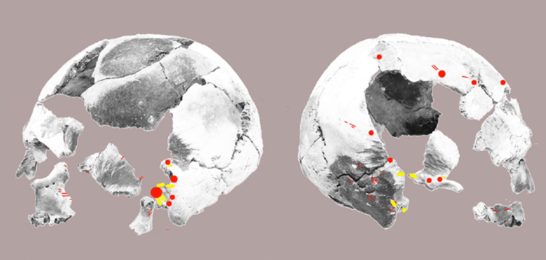 El Nidon polttohautauksen kallo. Kuvaan on merkitty mahdolliset viiltojäljet (punaiset viivat), raaputusjäljet (keltaiset alueet) ja hakkaus- tai painelujäljet (punaiset pisteet). (Lara et al. 2013)