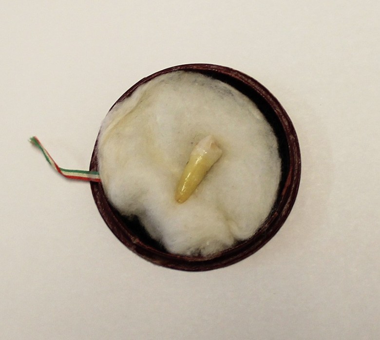 Turun museokeskuksessa säilytettävä hammas, joka kertoman mukaan irtosi Kaarina Maununtyttären ruumista, kun tätä siirrettiin marmorisarkofagiin. Ennen museolle tulemistaan hammas kuului hovioikeudenneuvos K.A. Weckströmin historiallisiin kokoelmiin. Weckström lahjoitti hampaan Turun museolle 1906. Kuva: Finna.fi/Turun museokeskus.