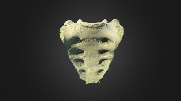 Tehdäänkö tutkimusta tulevaisuudessa virtuaalisista luista? Ristiluu ja sen 3D-malli.