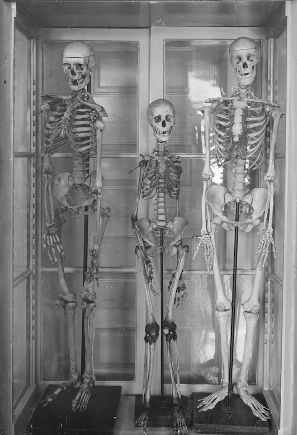 Anatomian laitoksen luurankoja. Kuva: Pietinen, k. Anatomianlaitos, luurankoja