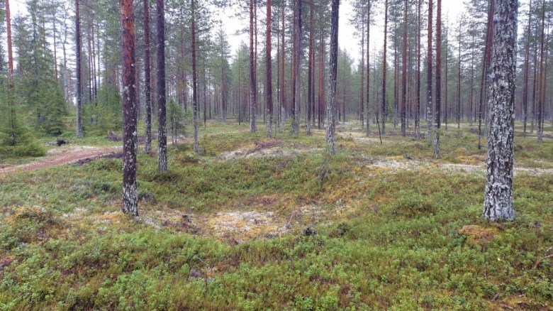 Tervolan Kauvonkankaan Siirtolan asuinpaikka on vaikuttavan laaja. Yli 1 km pituiselta alueelta tunnetaan yli 220 asumuspainannetta. 