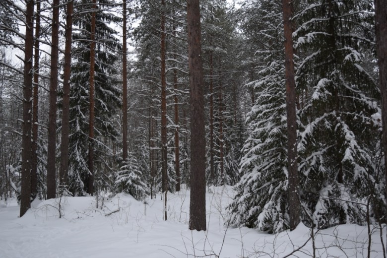 Kuvassa on luminen metsä.
